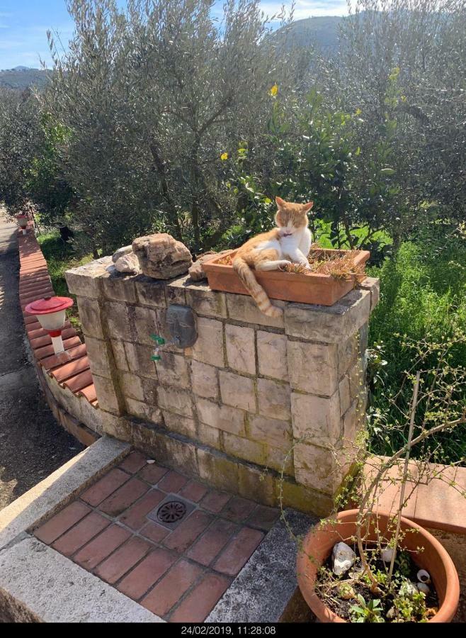 Affittacamere Casa fra gli ulivi di Giuseppe Sonnino Esterno foto